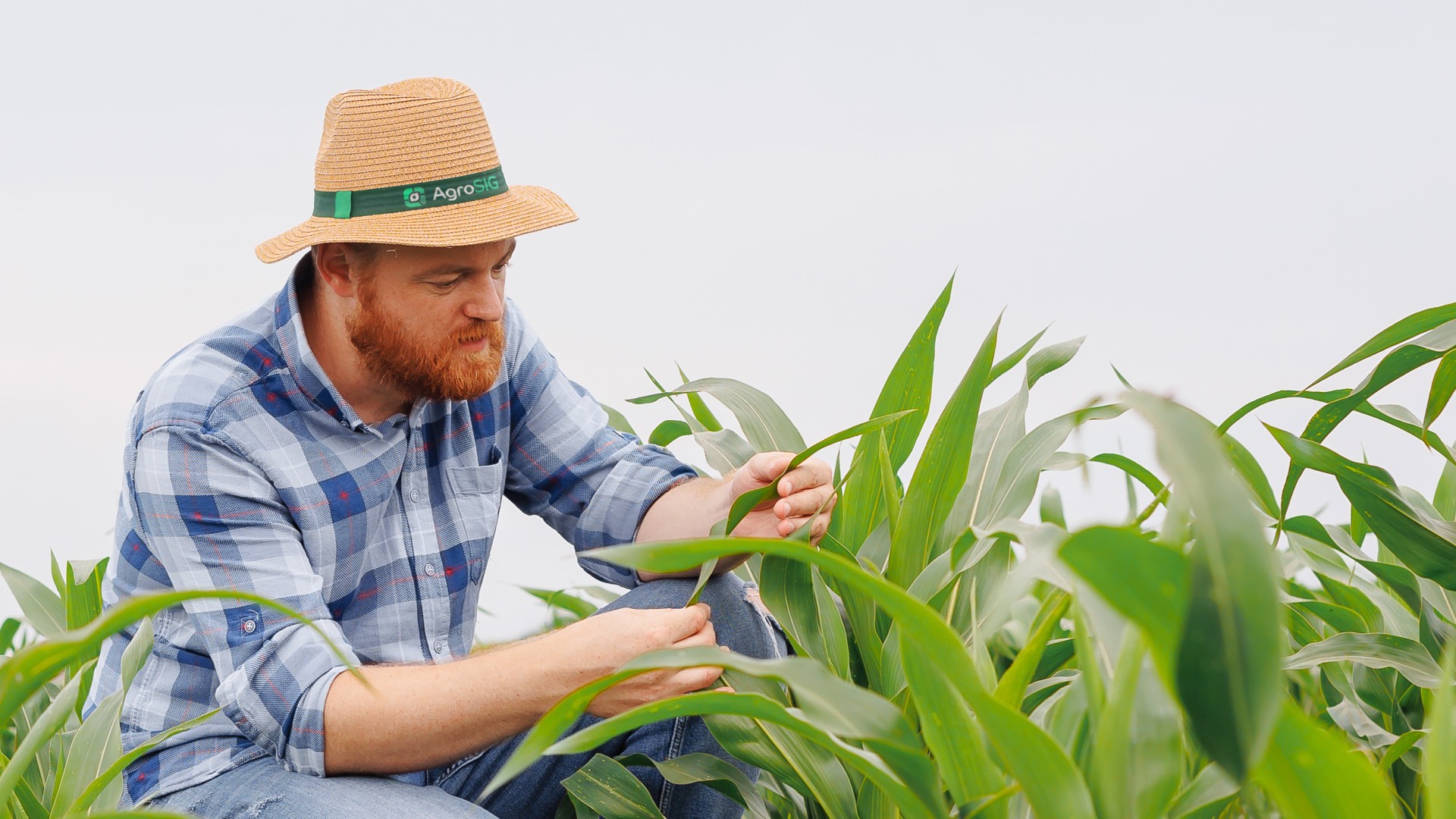 Agricultor inspecionando a lavoura